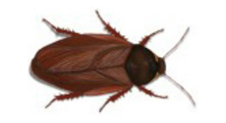 surinamese cockroach