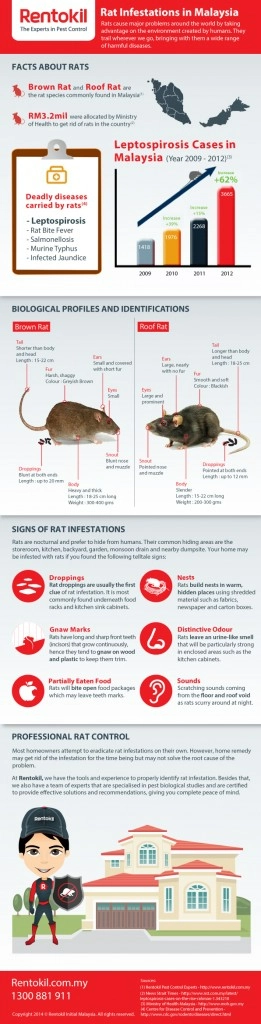 Rat infestations in Malaysia infographic