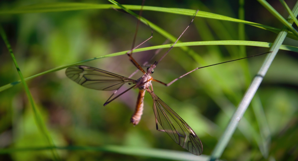 Tipula