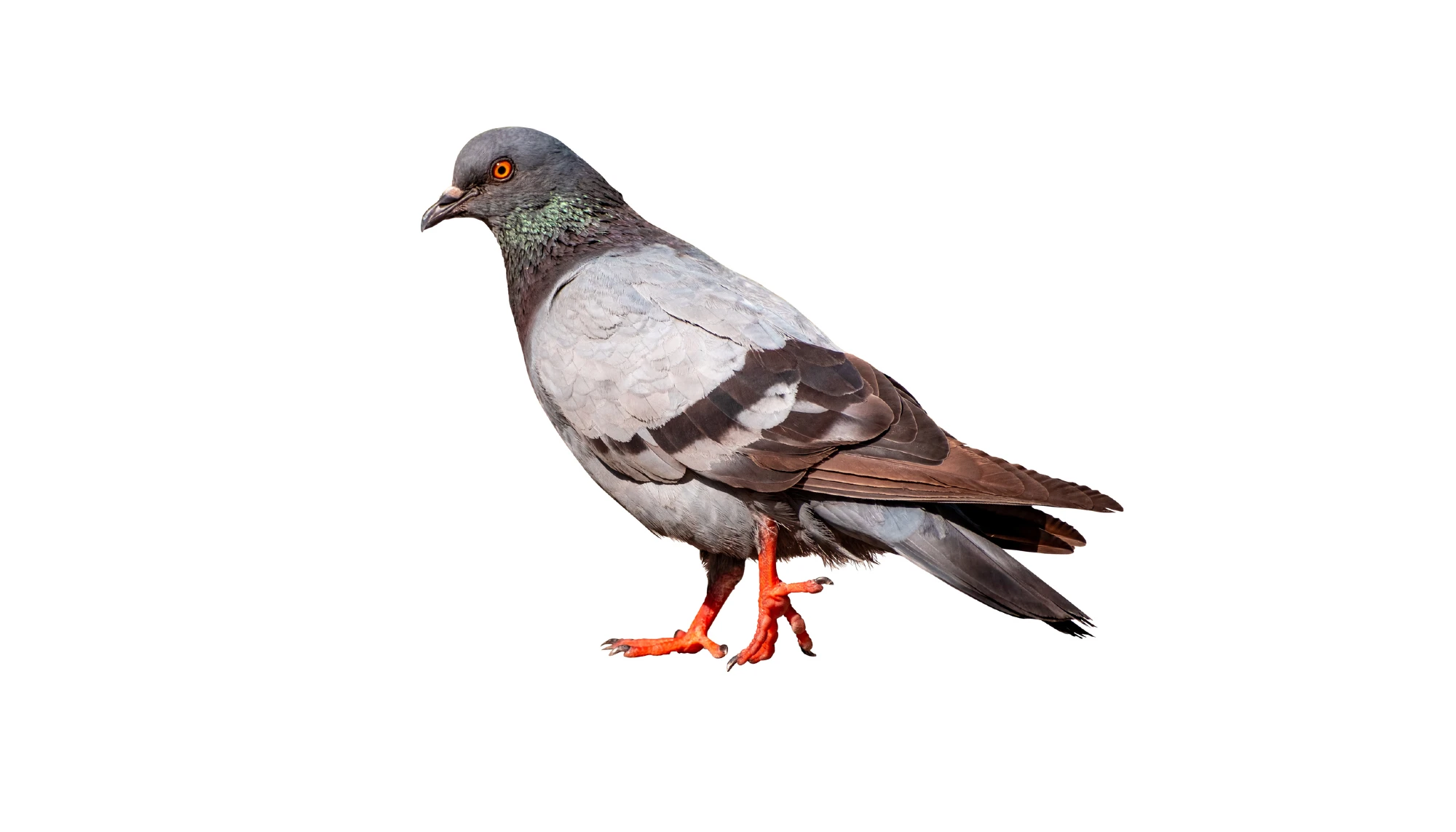 Pigeons