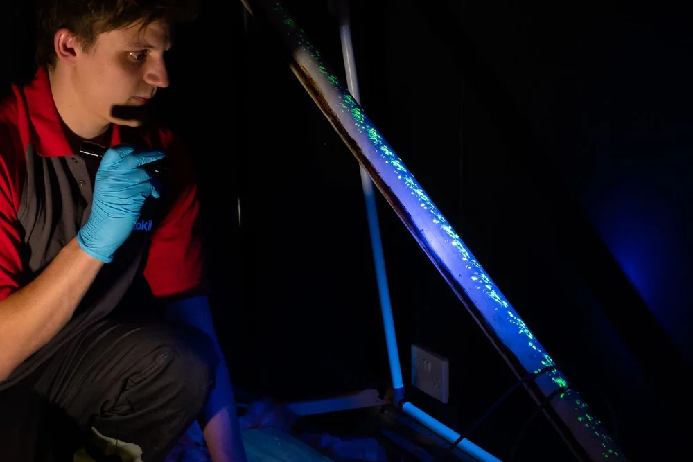 Gel fluorescent pour rats