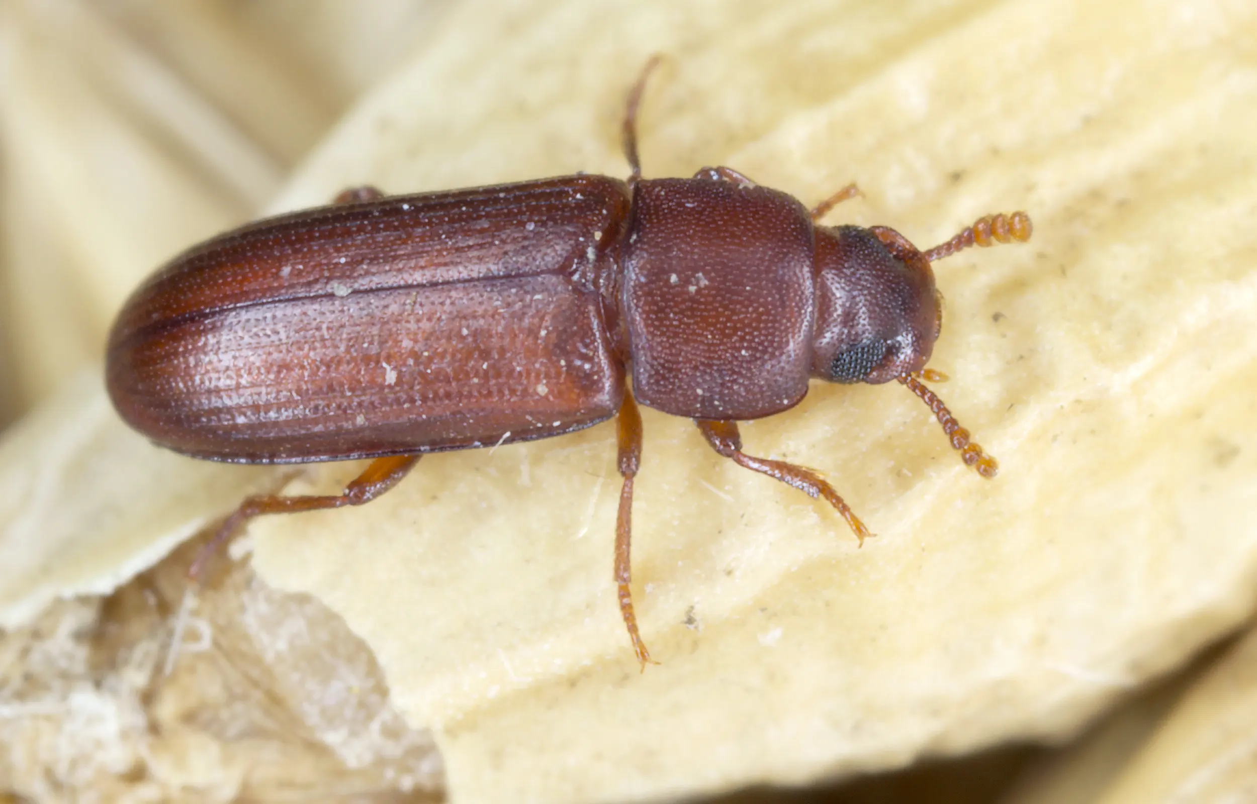Red Flour Weevil