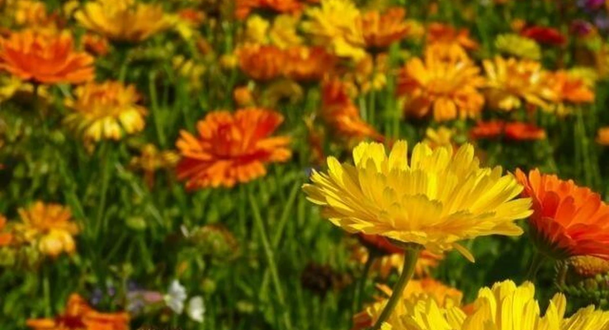 Marigold Mosquito Repellent Plants