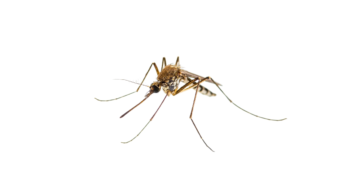 Common mosquito