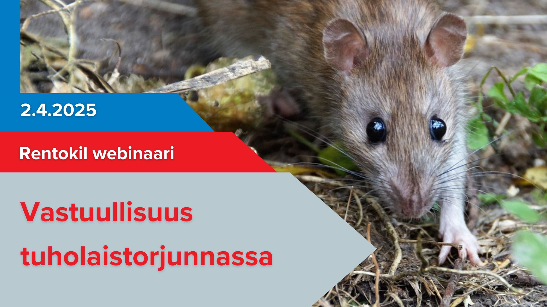 Webinaari: Vastuullisuus tuholaistorjunnassa 2.4.2025