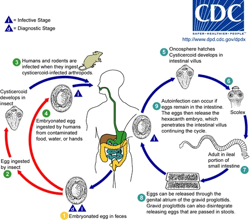 Tularemia Transmission