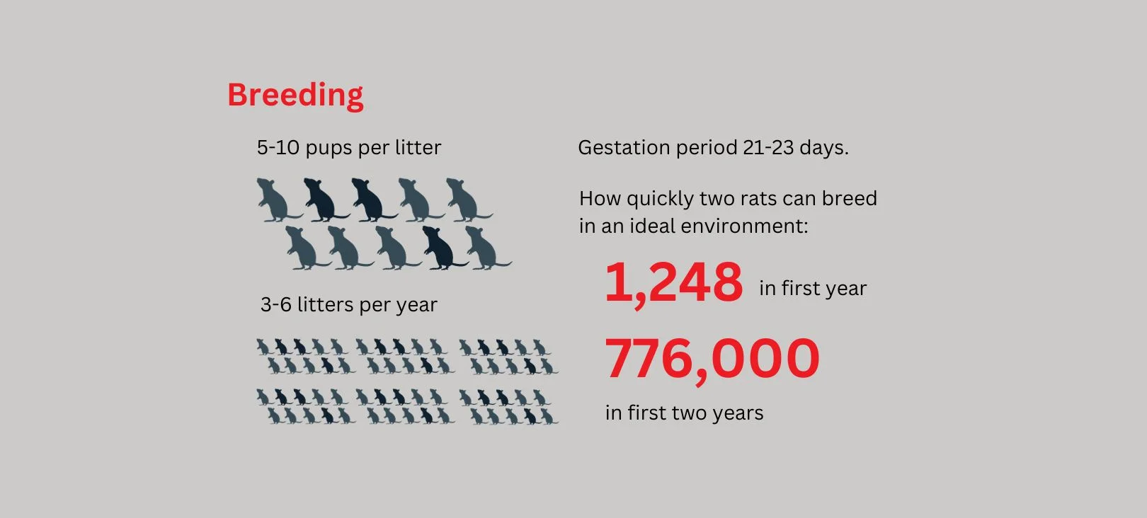 rats reproduction speed is staggering