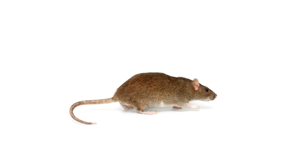 Bruine ratten