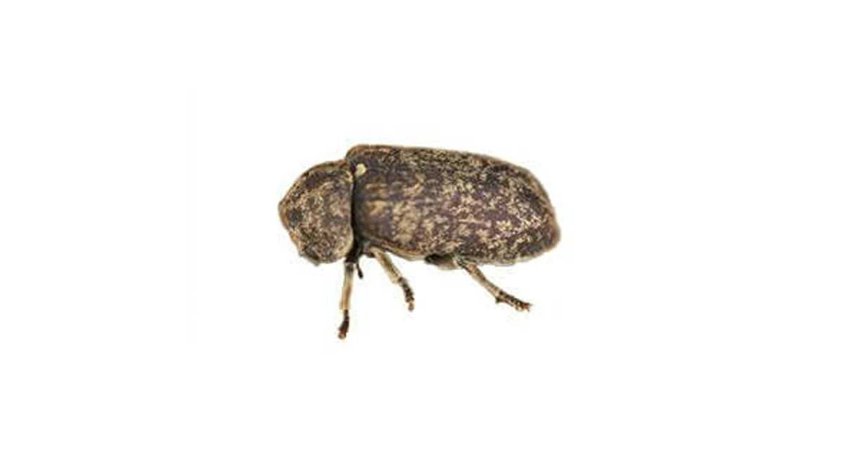 Lesser Grain Borer