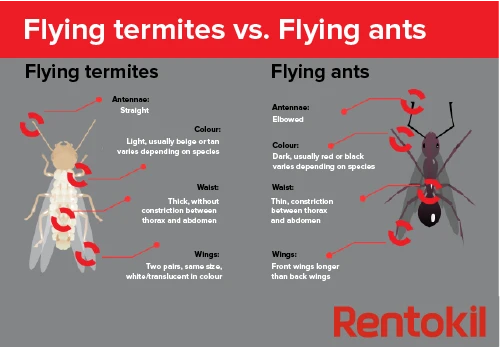 flying termites vs flying ants