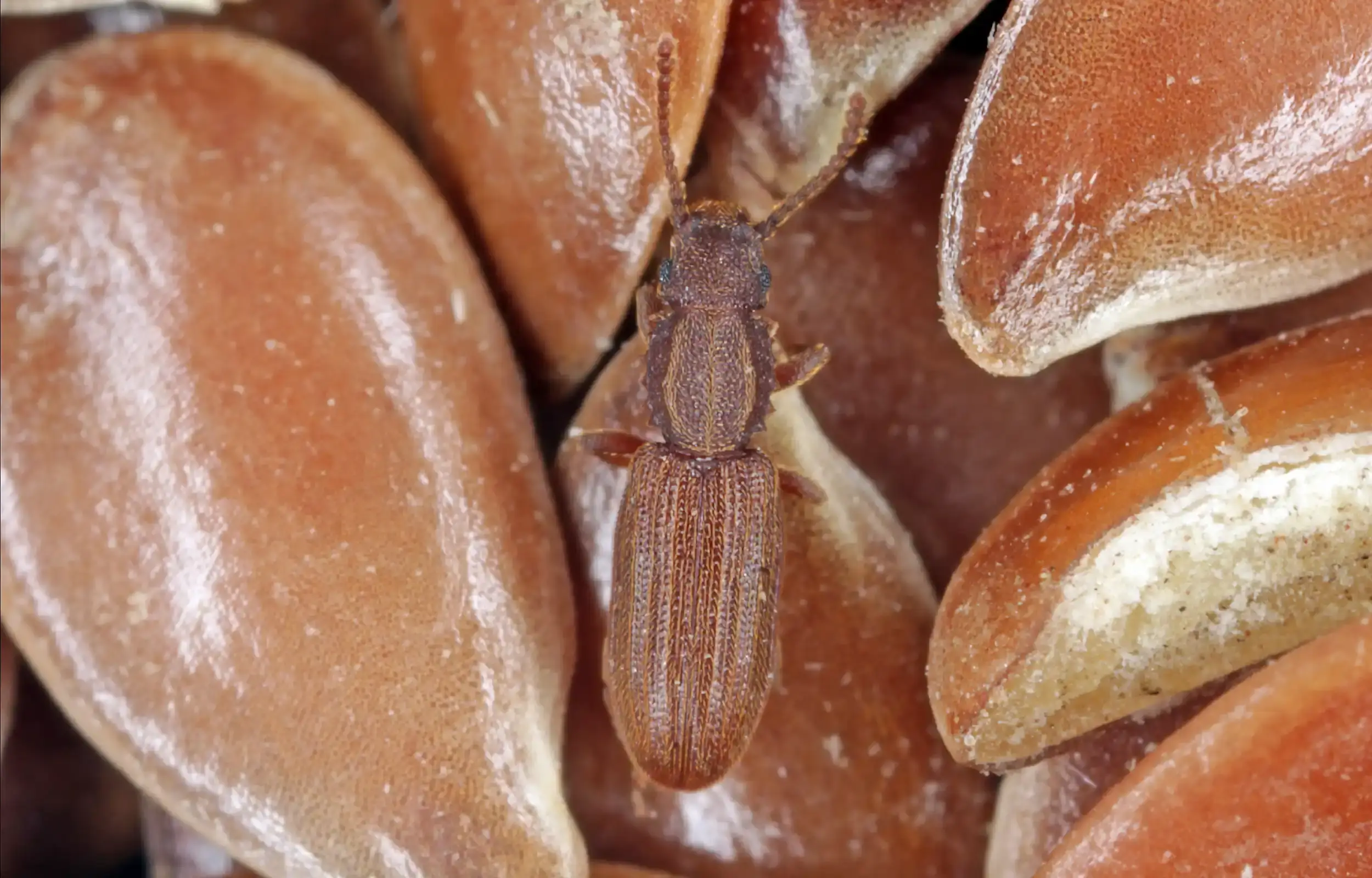 Merchant grain beetle