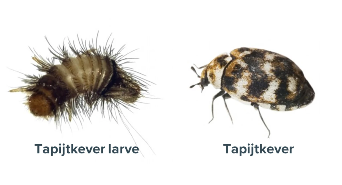 tapijtkever larve