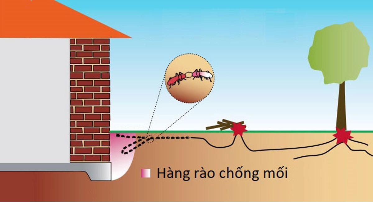  Xây dựng hàng rào chất lỏng diệt mối
