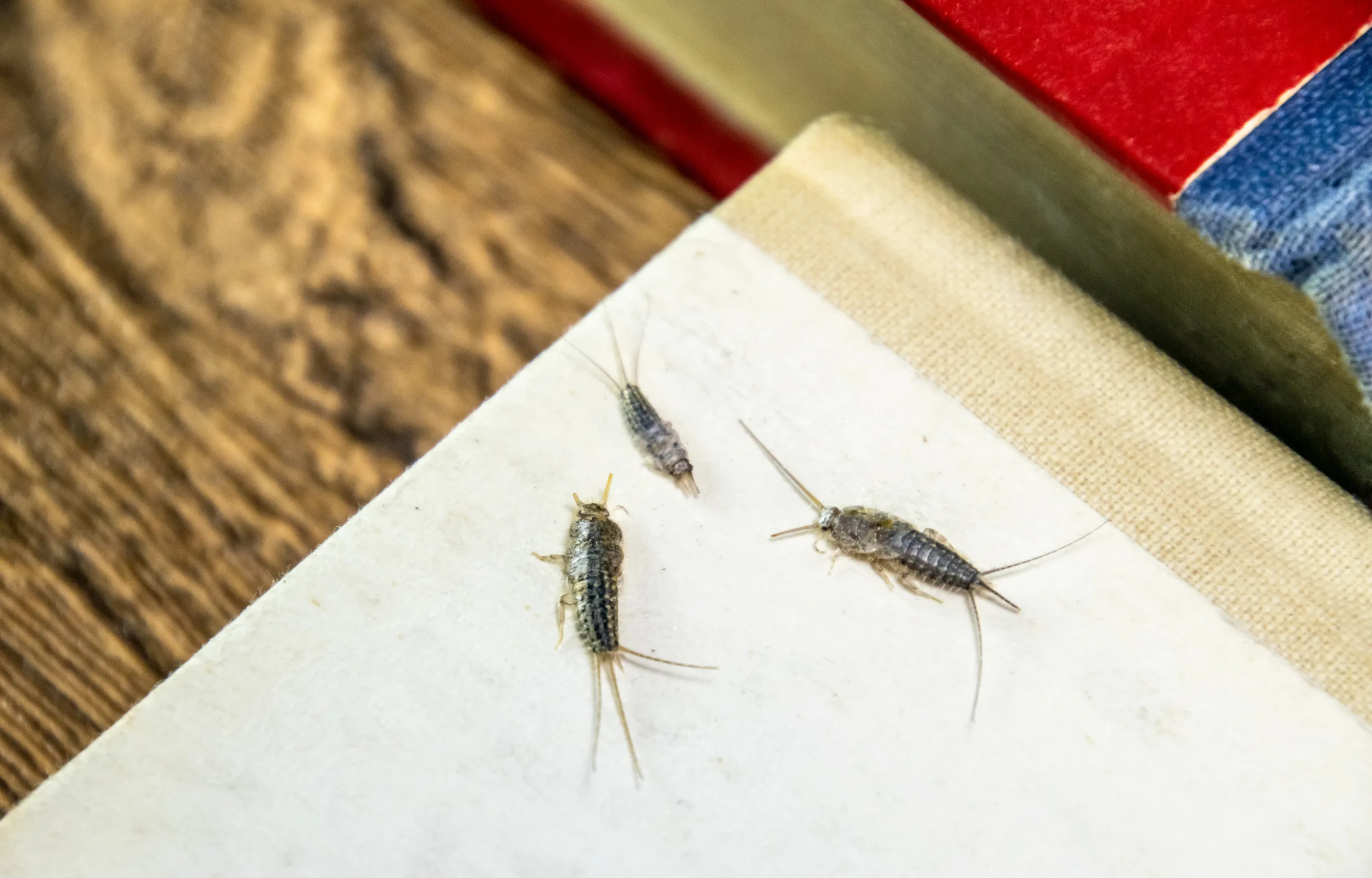 Lepisma