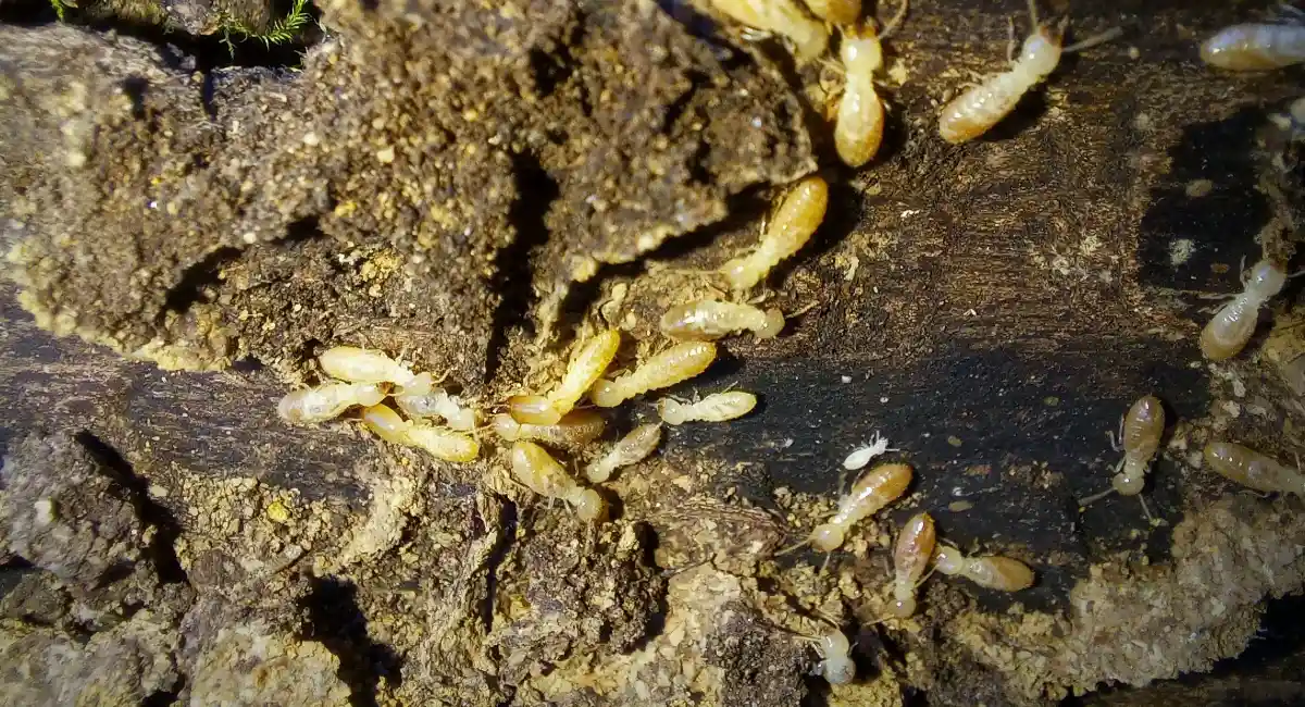 Reticulitermes grassei
