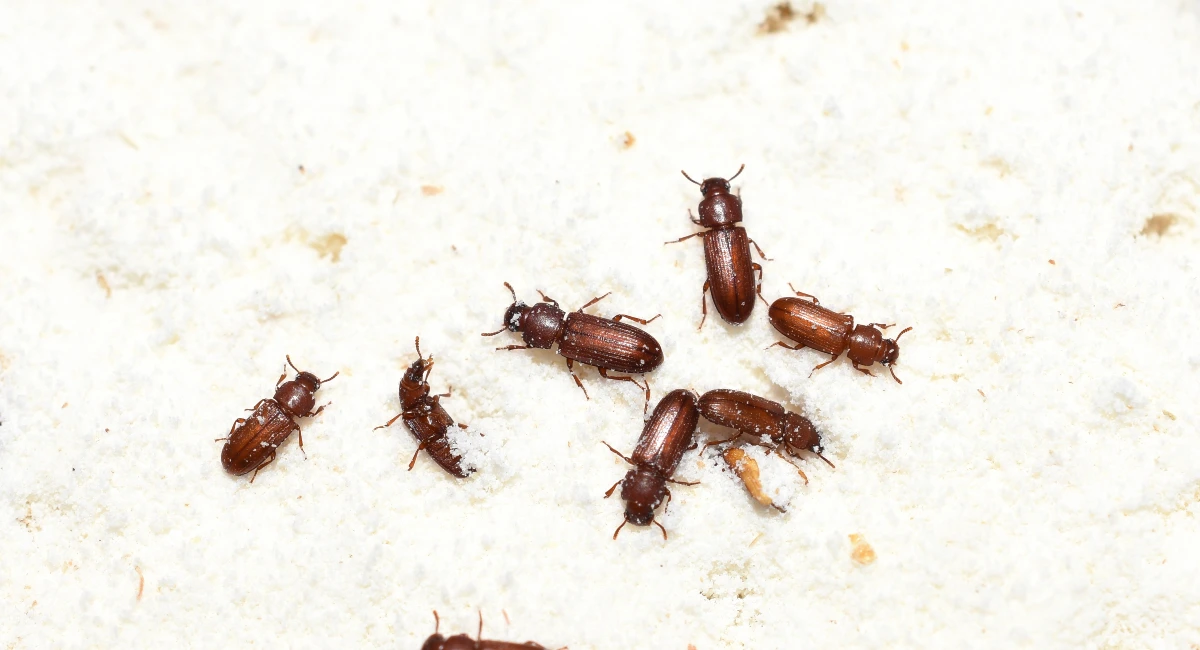 rust red flour beetle