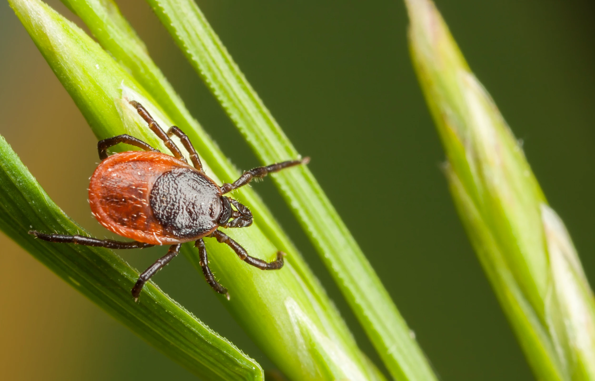 tick-on-strawberry-plant