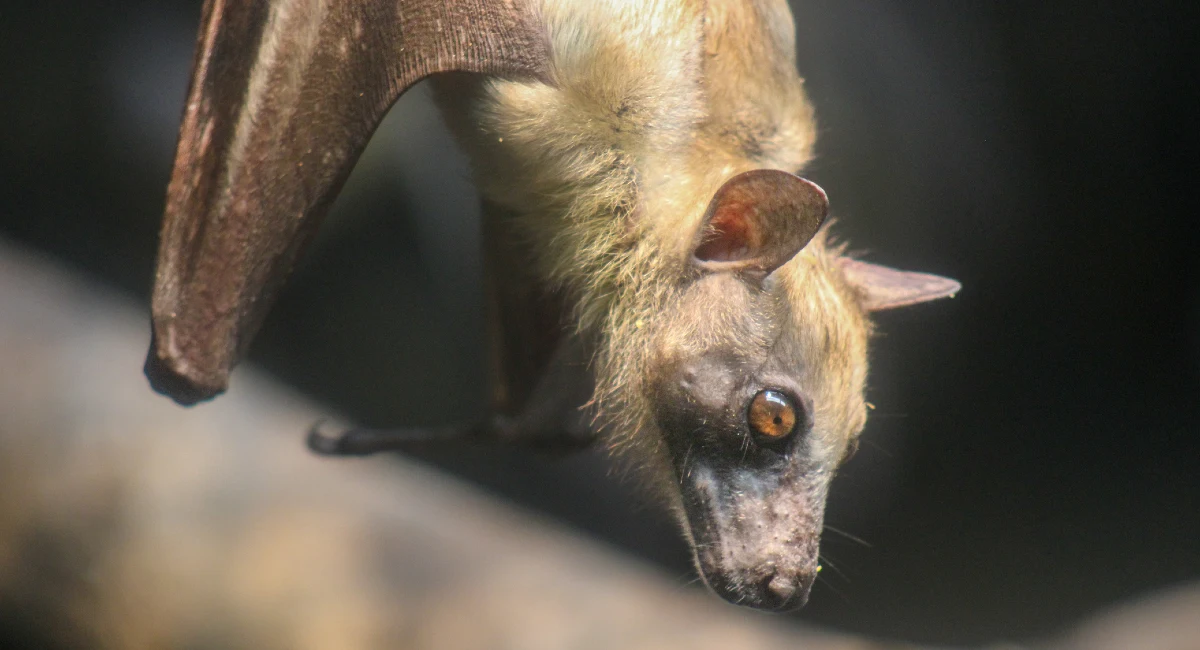Close up of a bats face