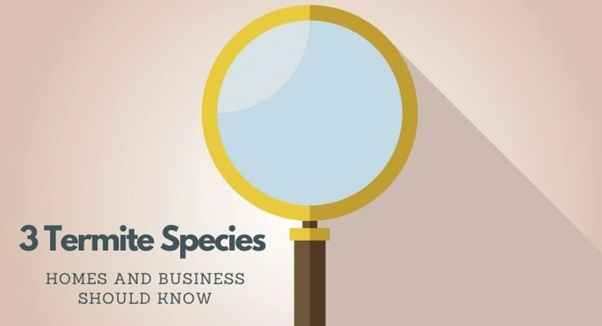 3 termite species homes and business should know