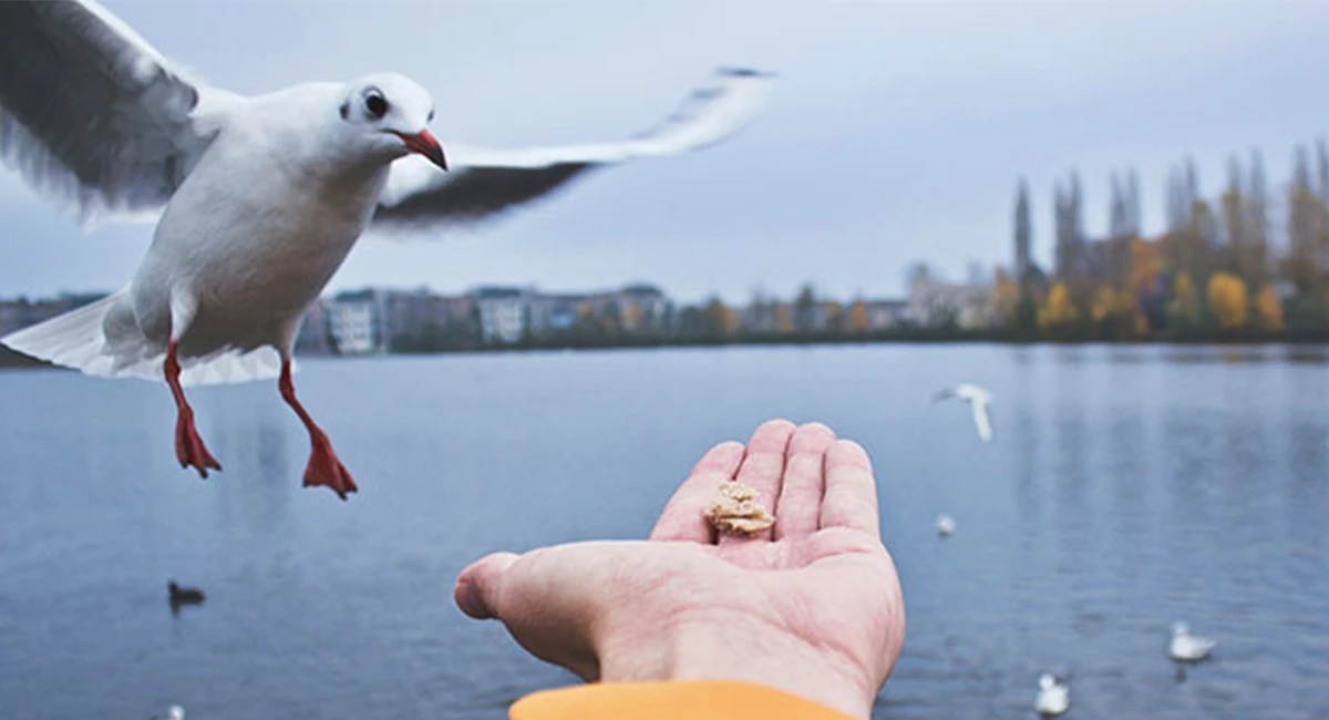 Gull flying