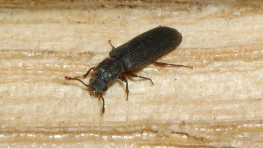 Powderpost Beetles