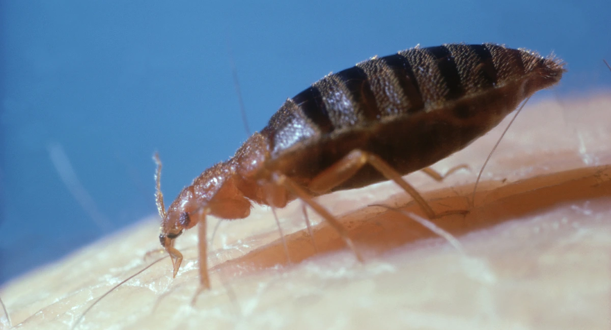 Cimex Lectularius