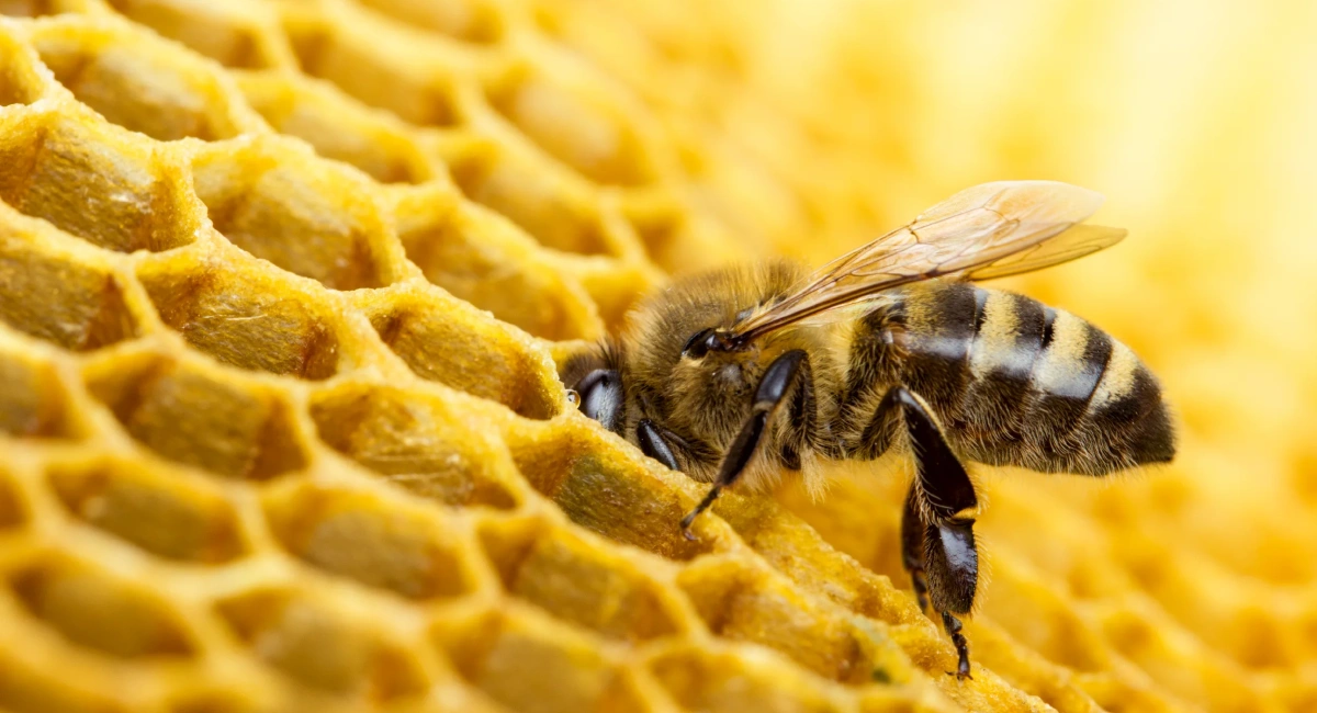 Bienen produzieren im Gegensatz zu Wespen Honig