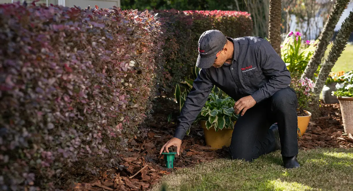Rentokil colleague inspecting termite bait