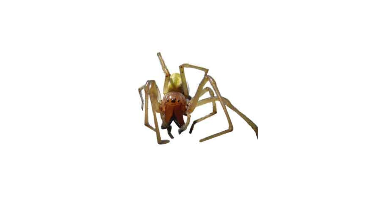 Yellow sac spider