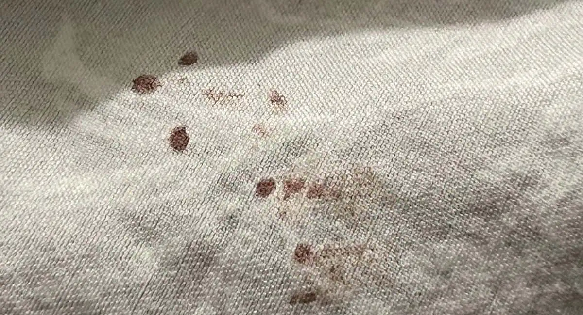 photo de taches de sang de punaise de lit