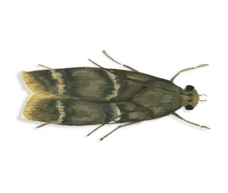Aranha de Saco Amarelo