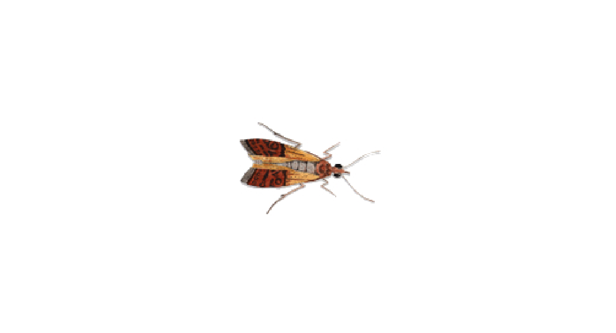 Indian Meal Moth