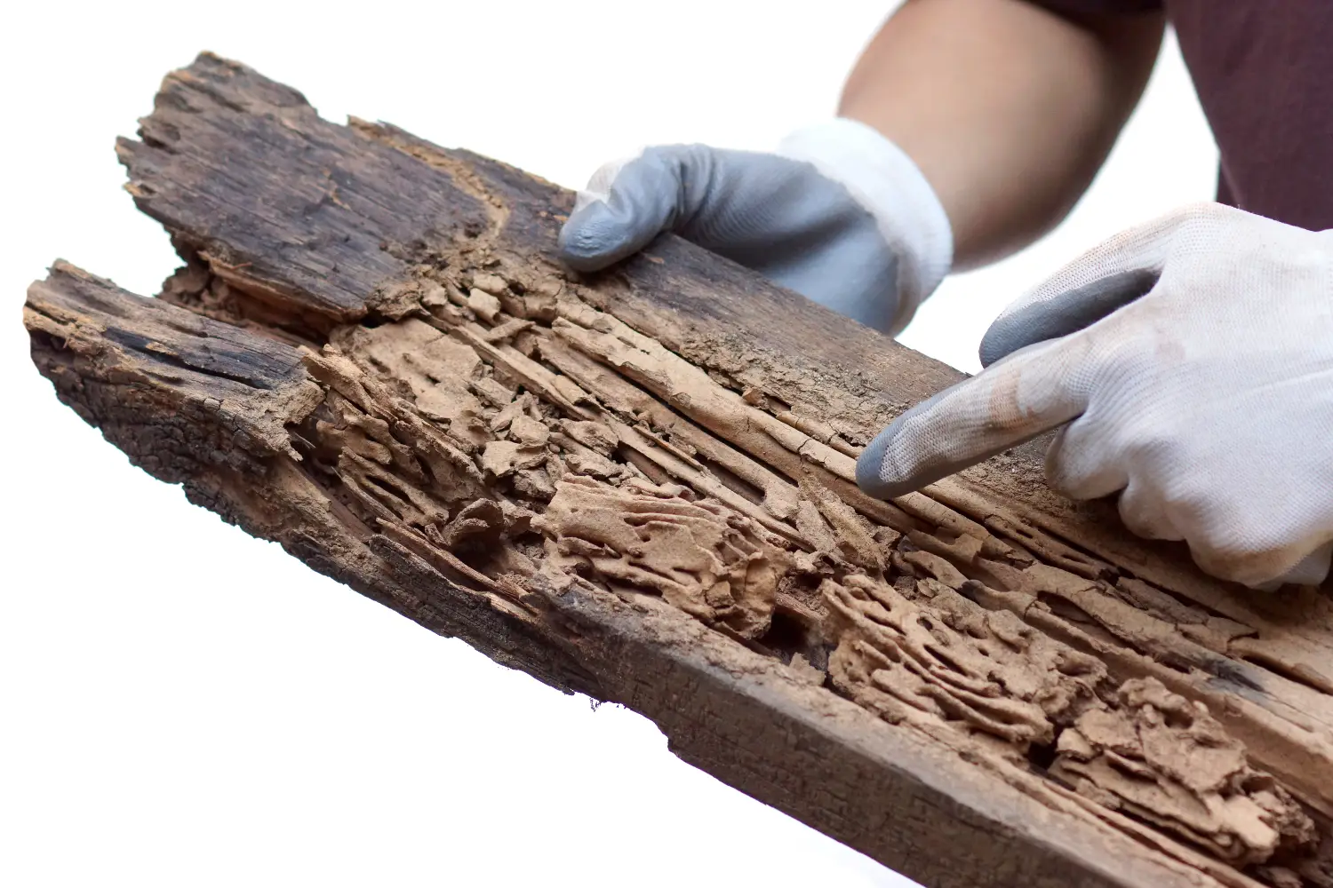 wooden plank destroyed by termites