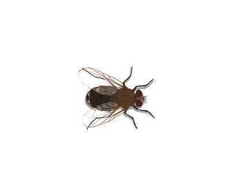 cluster fly