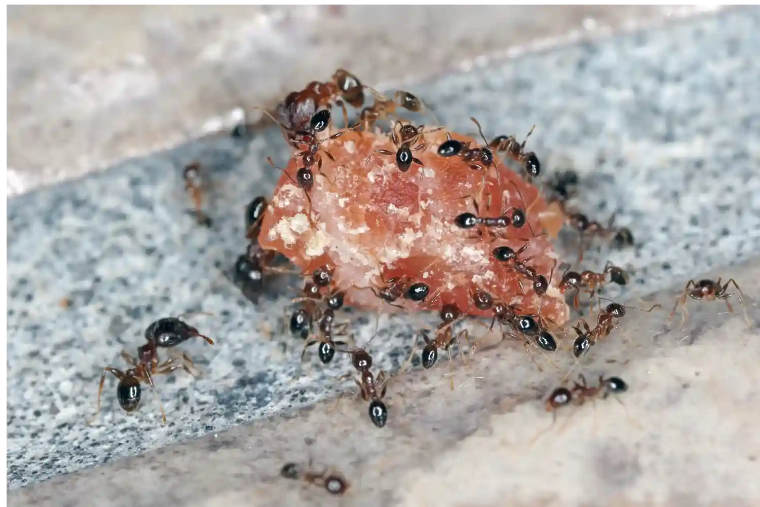 Ants collecting food