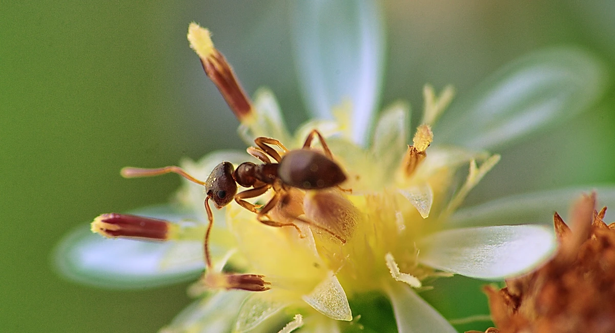 Citronella ant