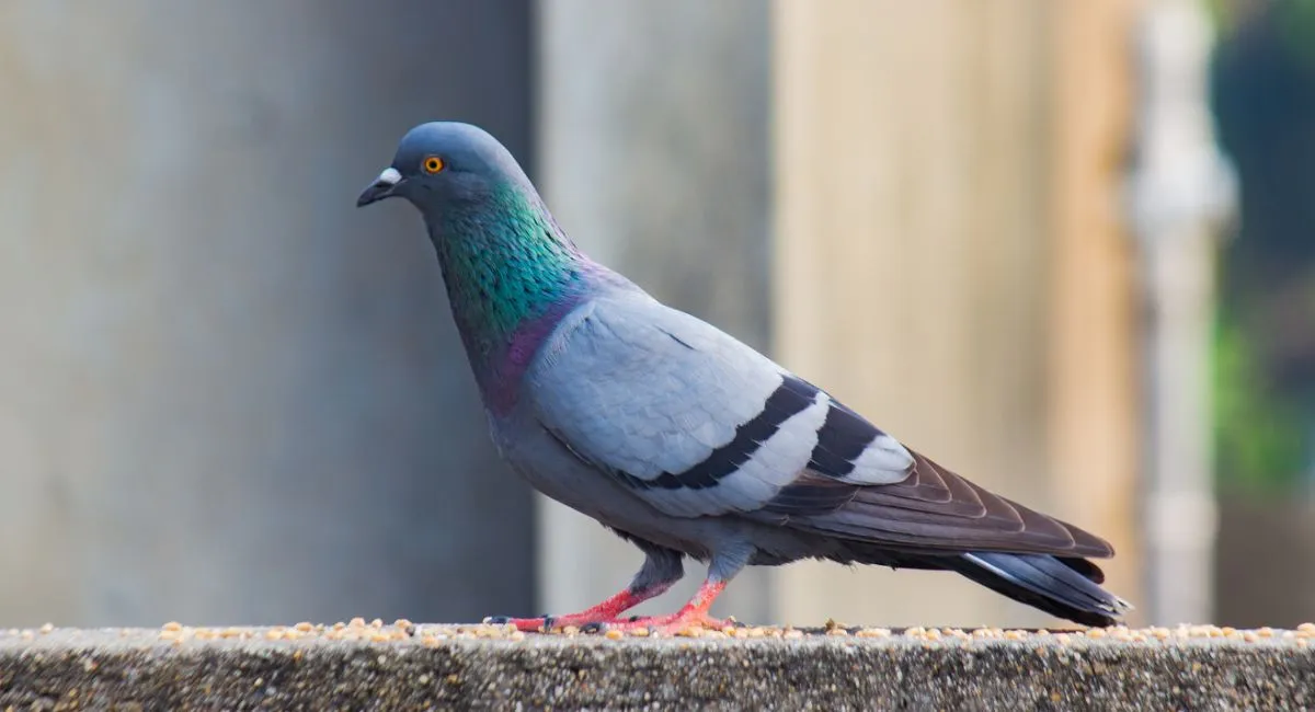 Pigeon biset