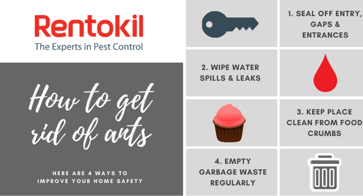 Complete guide for ants control in Singapore