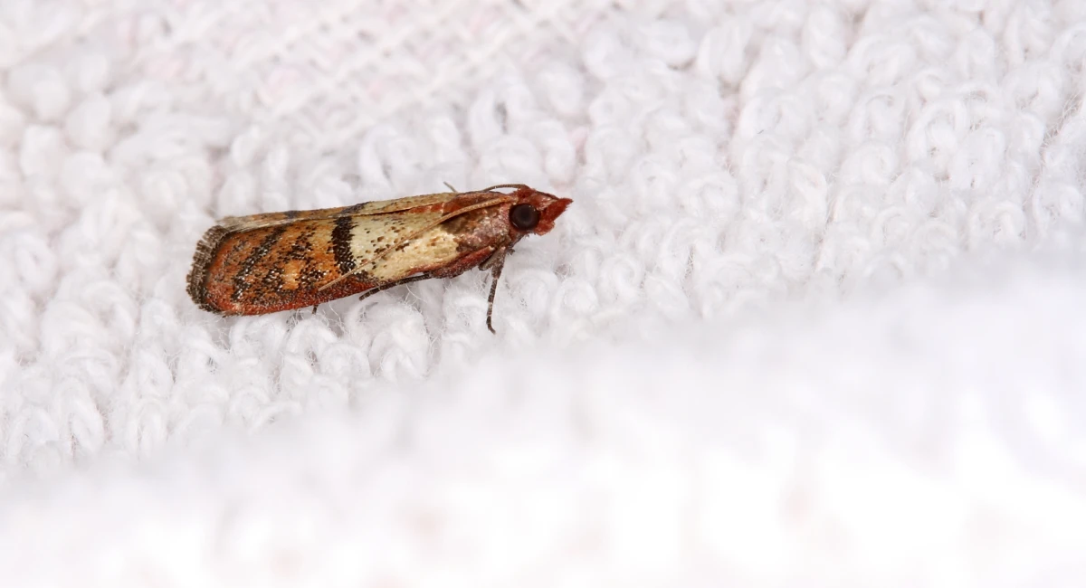 Fur Moth