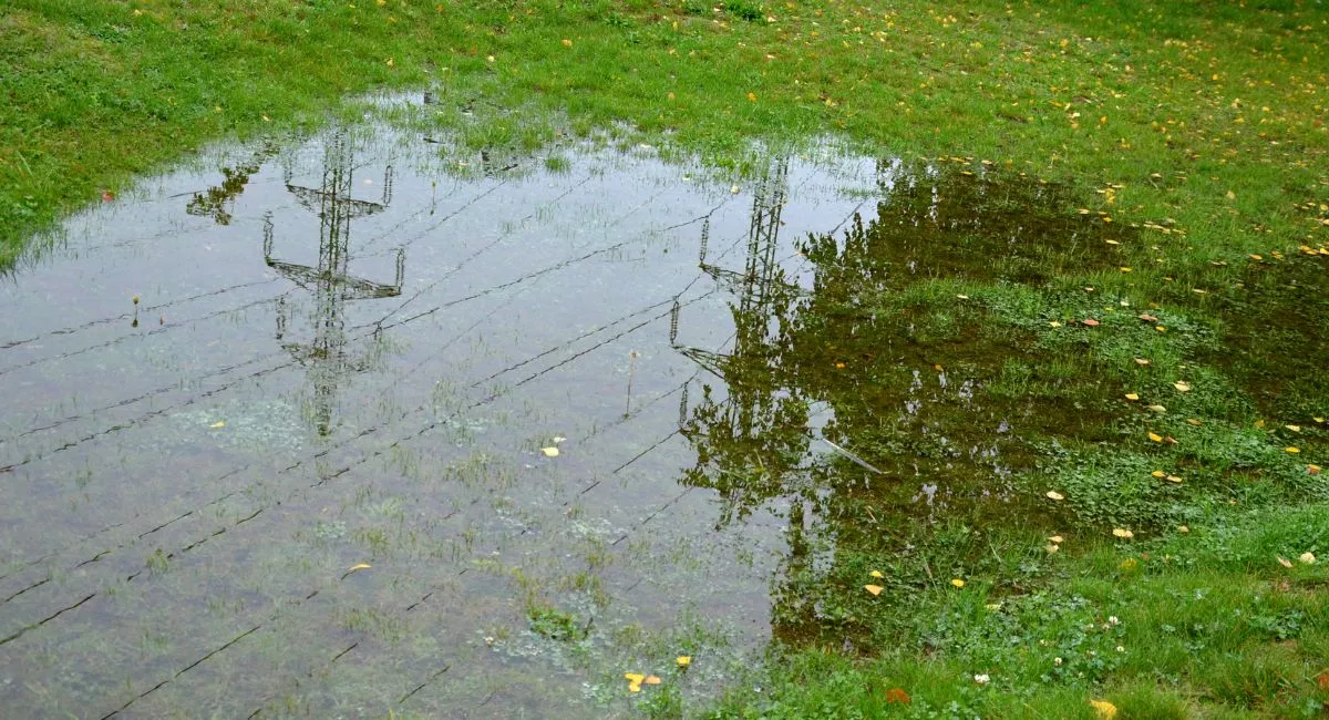 Stagnant water sitting on grass
