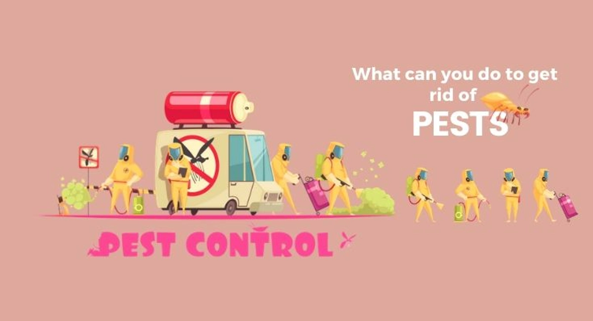 Debugged Blog What Can You Do to Get Rid Of Pests