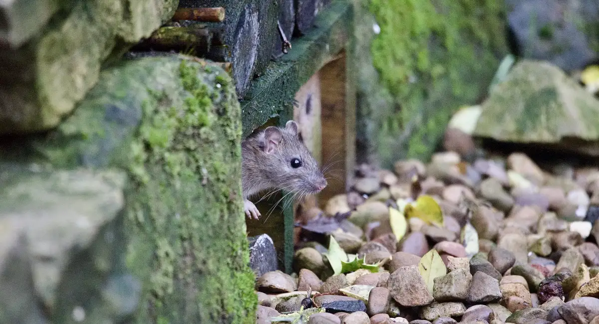 A brown rat poking out from a gap in a wall