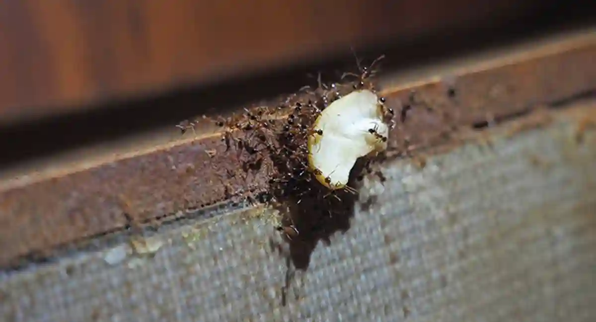 a group of ants carrying a cashew