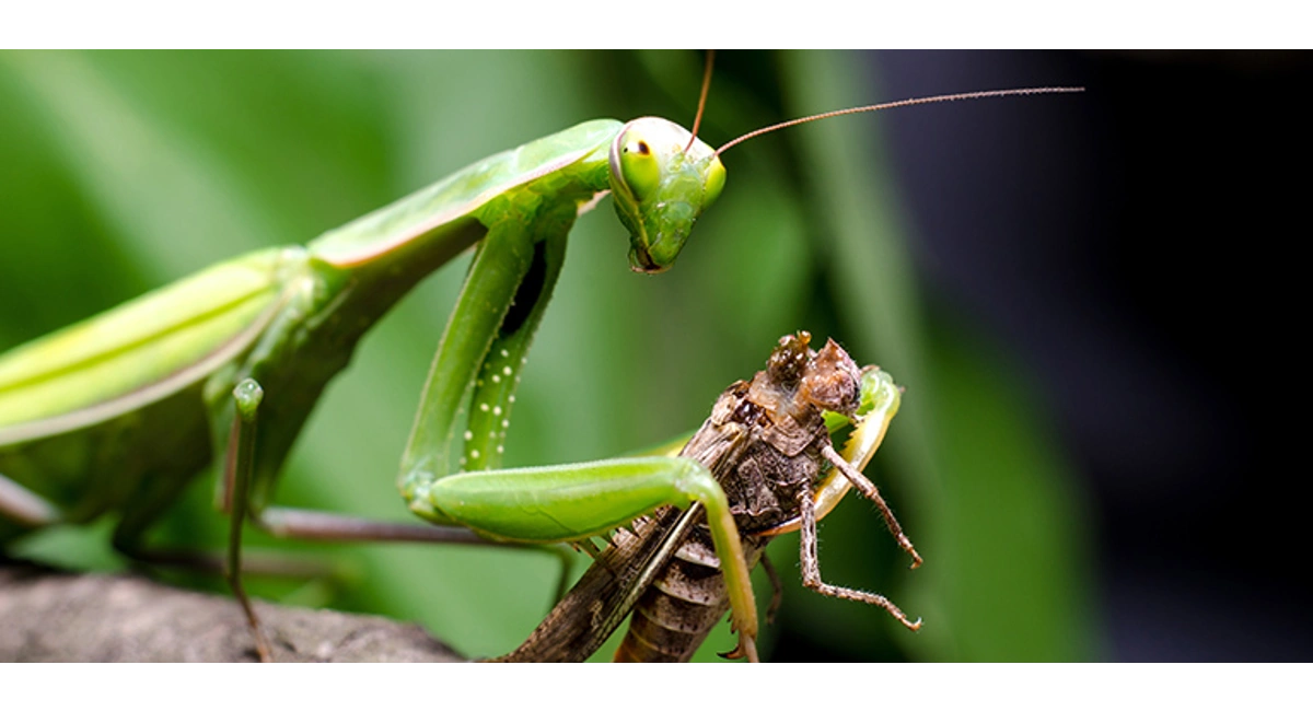 Christmas tree pests - Praying mantis