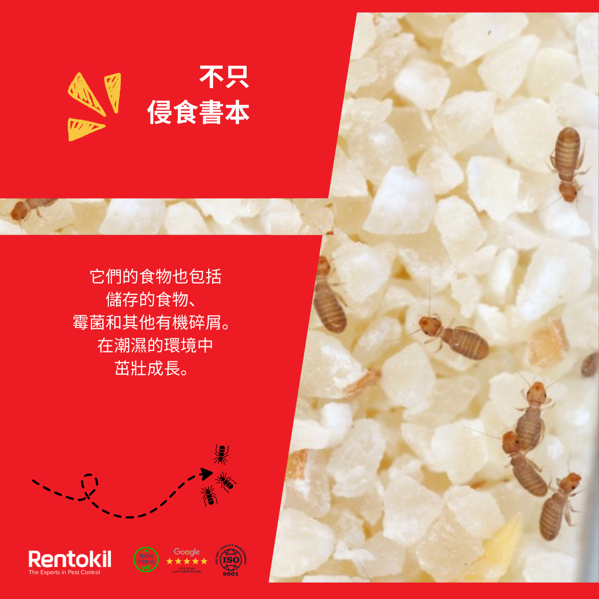 卜泥以黴菌、真菌和有機物為食
