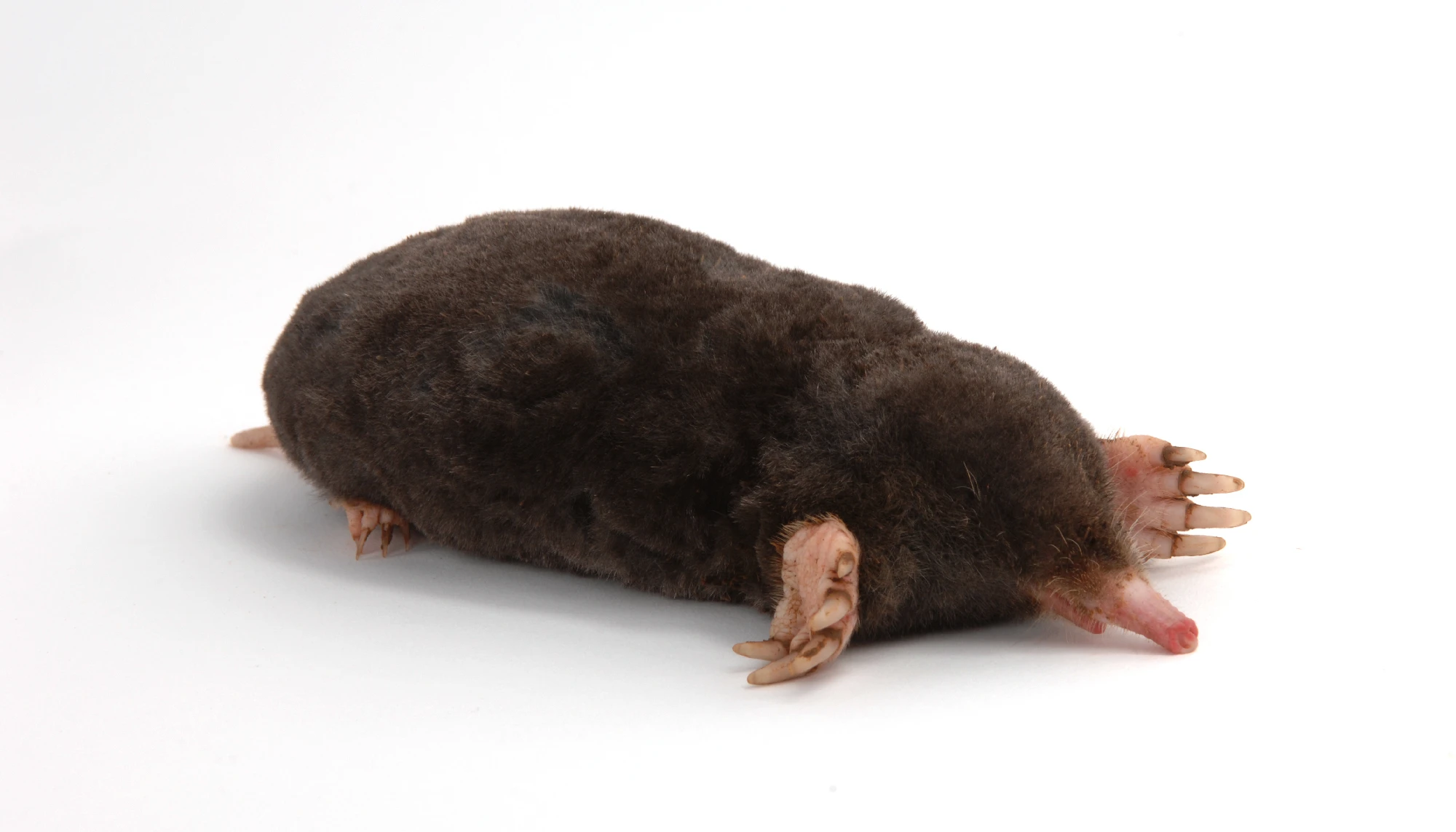 mole