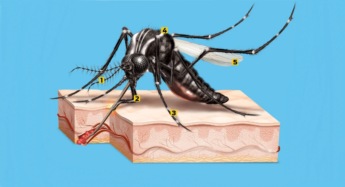 Probóscide (2) é o sugador dos mosquitos, aparelho bucal longo que perfura a pele.
