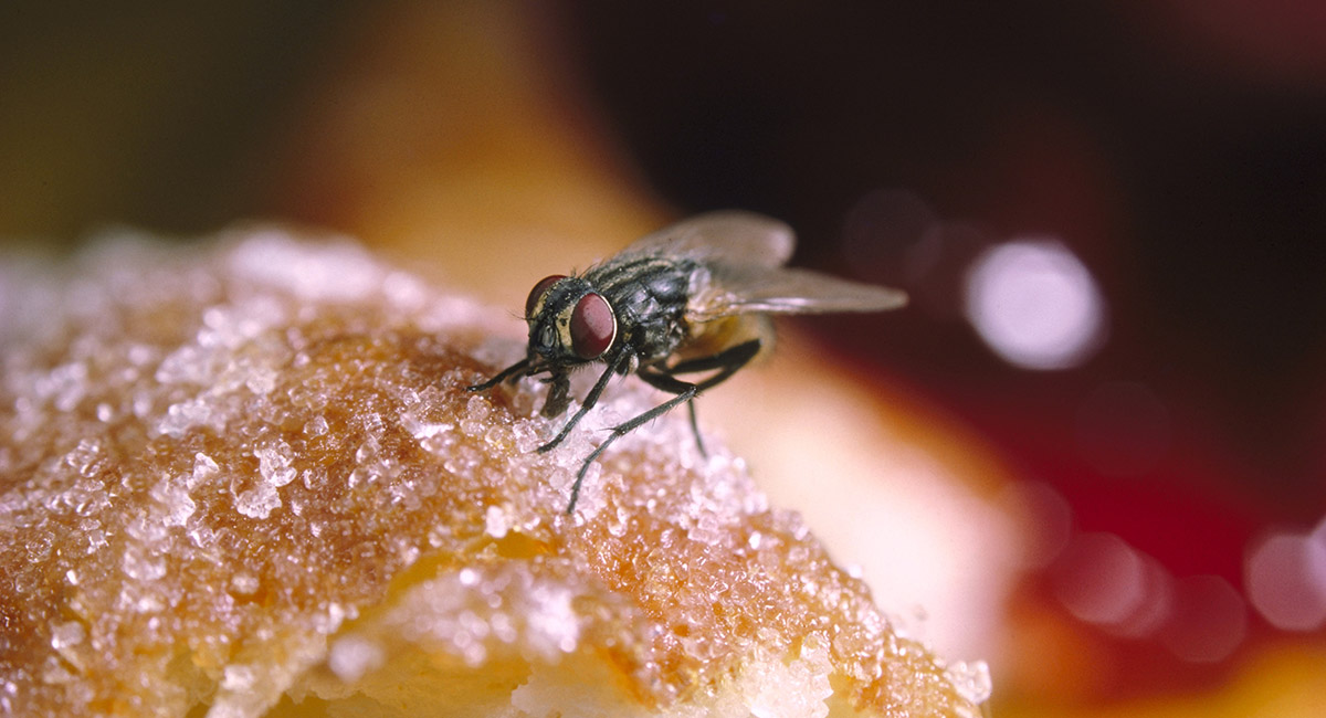 Debugged-Blog-Complete-Guide-For-Flies-Control-In-Singapore 