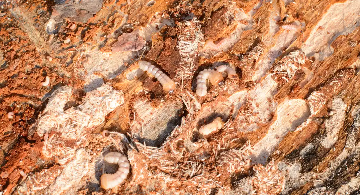 Houtworm