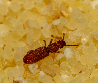 Escarabajo dentado del grano